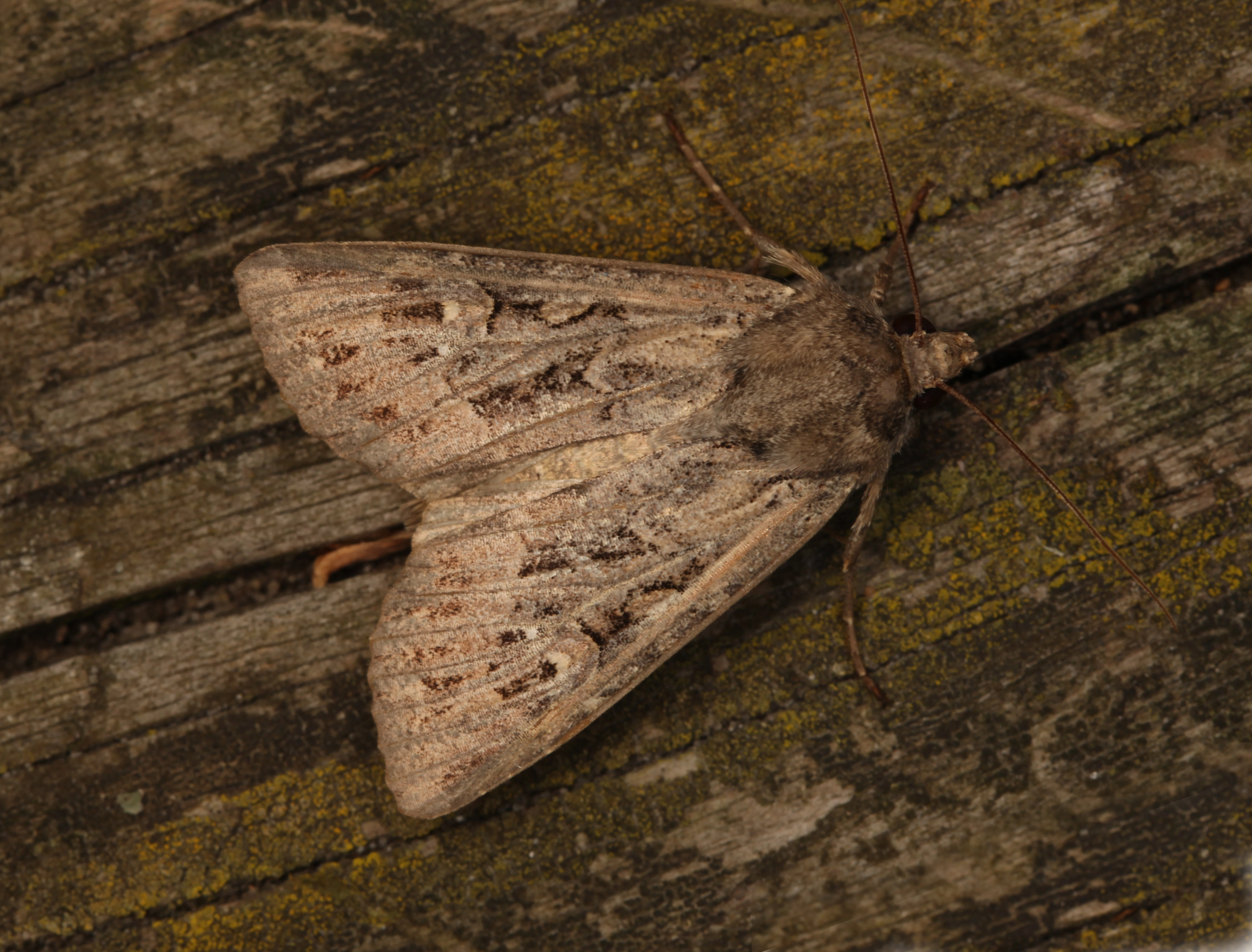 Zeeuwse grasworteluil, Leo Boom, Texel, 29 augustus 2015, IMG_7045, primair.JPG